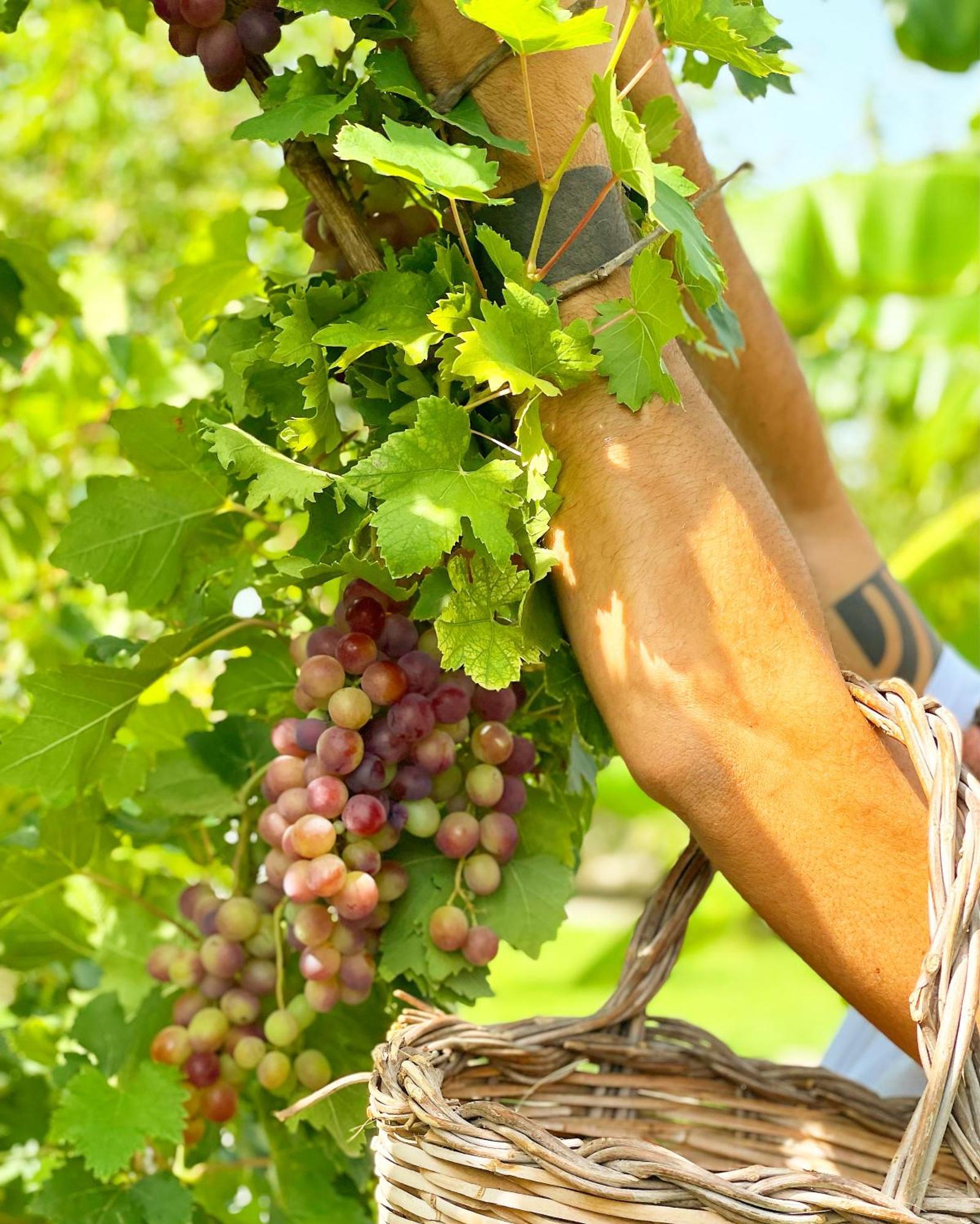 Masseria Vittoria Acaya Kültér fotó
